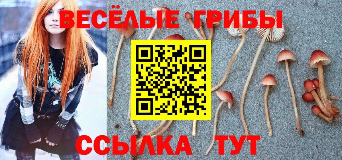 Татарск  Псилоцибиновые грибы Psilocybe  где найти наркотики  Вход с VPN 